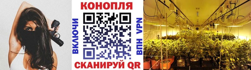 сколько стоит Неман Канабис семена